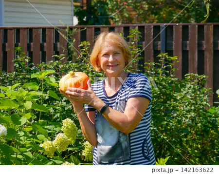 Senior woman gardener holding ripe orange pumpkin in backyard garden. Happy grandmother harvesting organic vegetable crop. Autumn farming, healthy lifestyle and gardening hobby concept. 142163622