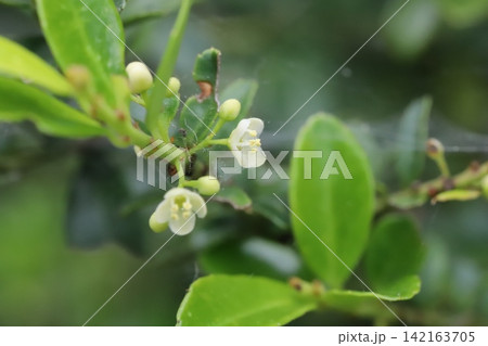春の庭に咲く白い小さなイヌツゲの花 春の庭に咲く白い小さなイヌツゲの花 142163705