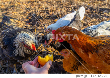 Hand Feeding Chickens Yellow Fruit Outdoors Hand Feeding Chickens Yellow Fruit Outdoors 142164270