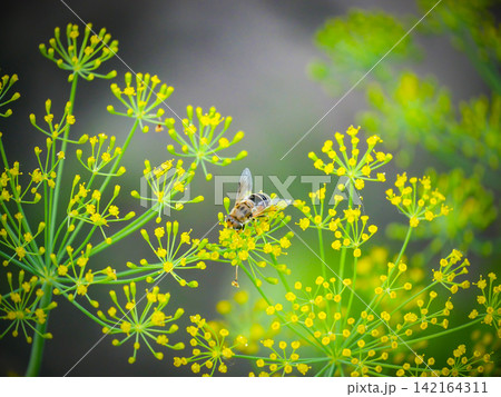 Hoverfly sitting on a yellow fennel flower in the garden. Close up of an insect pollinating a blooming herb plant of drone fly. Concept of summer nature, biology and ecology in the countryside. Hoverfly sitting on a yellow fennel flower in the garden. Close up of an insect pollinating a blooming herb plant of drone fly. Concept of summer nature, biology and ecology in the countryside. 142164311