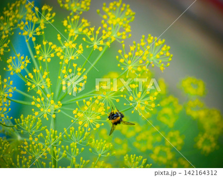 Bumblebee collecting nectar on a yellow dill flower. Insects pollinating plants in the summer garden. Nature wildlife photography with a focus on biodiversity and environment protection. 142164312