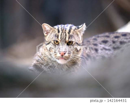 ヤマネコ　山猫 142164431