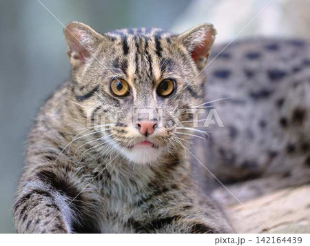 ヤマネコ 山猫 ヤマネコ 山猫 142164439