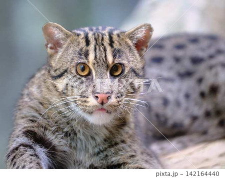 ヤマネコ　山猫 142164440