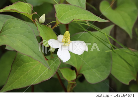 春の庭に咲く白い花びらのような苞と黄色い小花の集まった花序を持つドクダミ 142164671
