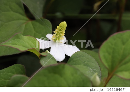 春の庭に咲く白い花びらのような苞と黄色い小花の集まった花序を持つドクダミ 春の庭に咲く白い花びらのような苞と黄色い小花の集まった花序を持つドクダミ 142164674