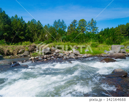 Scenic river running through a lush pine forest with tall pine tree trunks framing the fast-flowing stream under a sunny sky in Songgon, Banyuwangi. Scenic river running through a lush pine forest with tall pine tree trunks framing the fast-flowing stream under a sunny sky in Songgon, Banyuwangi. 142164688