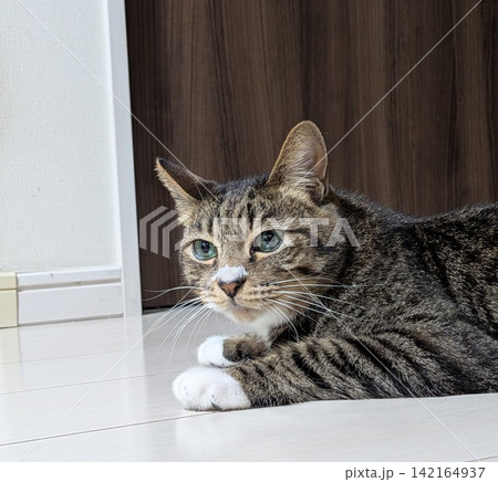 キジトラ猫の横顔 142164937