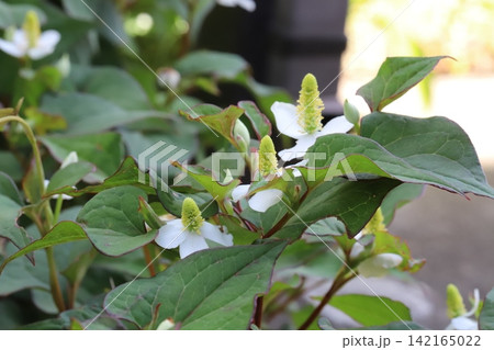 春の庭に咲く白い花びらのような苞と黄色い小花が密集した花序を持つドクダミの花 春の庭に咲く白い花びらのような苞と黄色い小花が密集した花序を持つドクダミの花 142165022