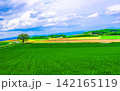 美瑛の田園風景 美瑛の田園風景 142165119