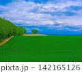 夏の美しいムギ畑 夏の美しいムギ畑 142165126