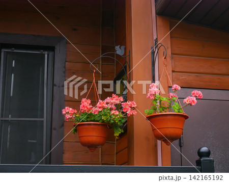 Two terracotta hanging flower pots with pink blooming flowers hanging on metal hooks against a wooden cottage wall. Home gardening concept Two terracotta hanging flower pots with pink blooming flowers hanging on metal hooks against a wooden cottage wall. Home gardening concept 142165192