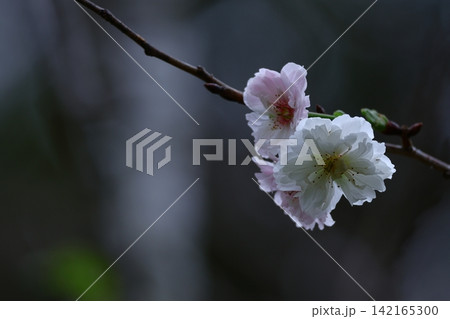 季節外れの桜 季節外れの桜 142165300