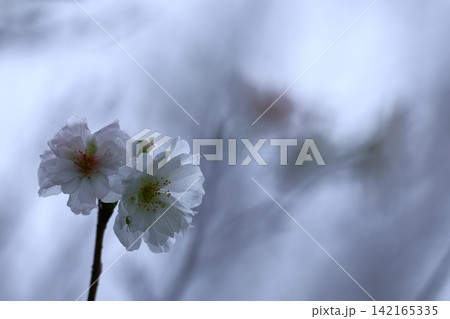 季節外れの桜 季節外れの桜 142165335