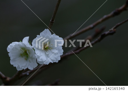 季節外れの桜 142165340