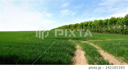 Farm, path and nature in environment, trees and land with peace, blue sky and ecosystem in countryside. Sustainability, morning and grass for field, scenery and outdoor, greenery and agriculture 142165393