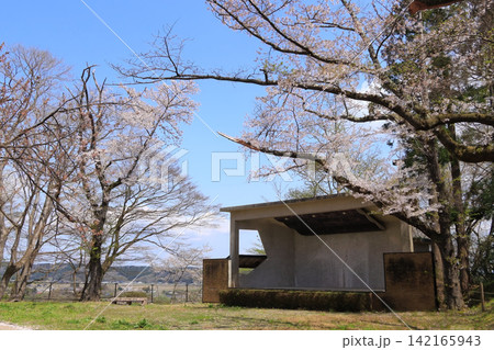 岩出山城跡城山公園・本丸跡の桜(宮城県大崎市) 岩出山城跡城山公園・本丸跡の桜(宮城県大崎市) 142165943