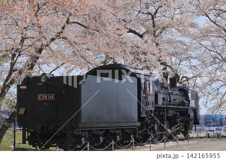 岩出山城跡城山公園の蒸気機関車と桜（宮城県大崎市） 142165955