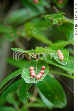 クヌギハマルタマフシの虫こぶができたクヌギの葉 クヌギハマルタマフシの虫こぶができたクヌギの葉 142166184