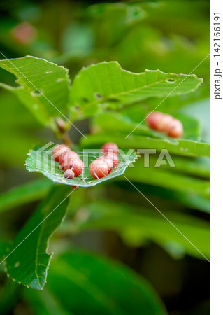 クヌギハマルタマフシの虫こぶができたクヌギの葉 クヌギハマルタマフシの虫こぶができたクヌギの葉 142166191