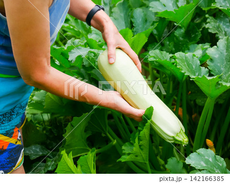 Woman gardener harvesting fresh zucchini in kitchen garden. Female farmer picking organic squash in backyard farm. Concept of sustainable home food production and healthy eating lifestyle. 142166385