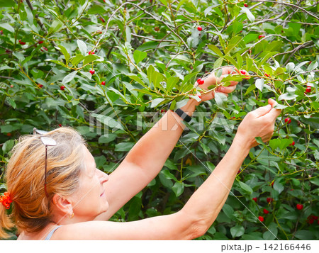 Woman picking fresh red cherries from tree in sunny garden. Caucasian female gardener harvesting ripe berry in summer orchard. Organic fruit farming and healthy eating lifestyle. Woman picking fresh red cherries from tree in sunny garden. Caucasian female gardener harvesting ripe berry in summer orchard. Organic fruit farming and healthy eating lifestyle. 142166446