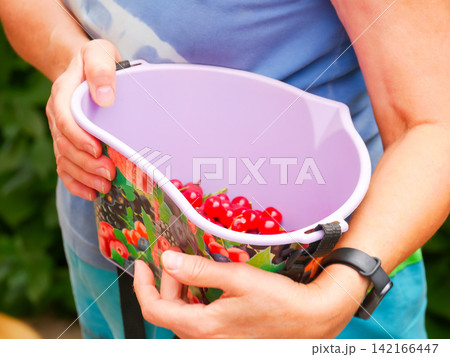 Woman holding plastic bucket filled with fresh red currants in garden. Harvesting organic berry from bush. Summer seasonal fruit picking, healthy food and gardening hobby concept. Woman holding plastic bucket filled with fresh red currants in garden. Harvesting organic berry from bush. Summer seasonal fruit picking, healthy food and gardening hobby concept. 142166447