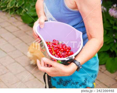 Woman holding plastic bucket filled with fresh red currants in garden. Harvesting organic berry from bush. Summer seasonal fruit picking, healthy food and gardening hobby concept. Woman holding plastic bucket filled with fresh red currants in garden. Harvesting organic berry from bush. Summer seasonal fruit picking, healthy food and gardening hobby concept. 142166448