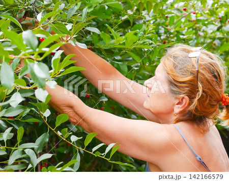 Woman harvesting fresh ripe cherry from tree in garden. Farmer picking organic fruit during summer season. Manual labor on farm, healthy lifestyle and natural food concept. Woman harvesting fresh ripe cherry from tree in garden. Farmer picking organic fruit during summer season. Manual labor on farm, healthy lifestyle and natural food concept. 142166579