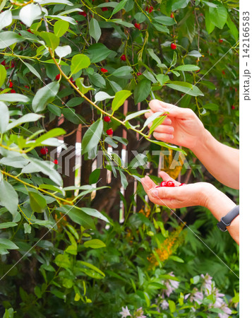 Woman picking fresh cherry from tree in garden. Gardener harvesting ripe red fruit in orchard. Healthy organic food and summer farm activity. Natural gardening and hobby concept. Woman picking fresh cherry from tree in garden. Gardener harvesting ripe red fruit in orchard. Healthy organic food and summer farm activity. Natural gardening and hobby concept. 142166583