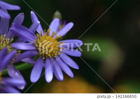 十五夜の時期に咲く薄紫の花 十五夜の時期に咲く薄紫の花 142166650