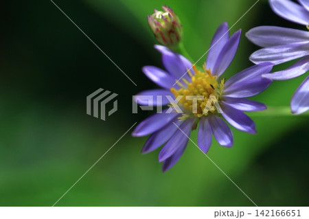 十五夜の時期に咲く薄紫の花 十五夜の時期に咲く薄紫の花 142166651