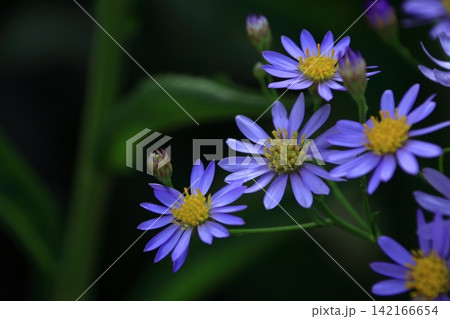 十五夜の時期に咲く薄紫の花 十五夜の時期に咲く薄紫の花 142166654