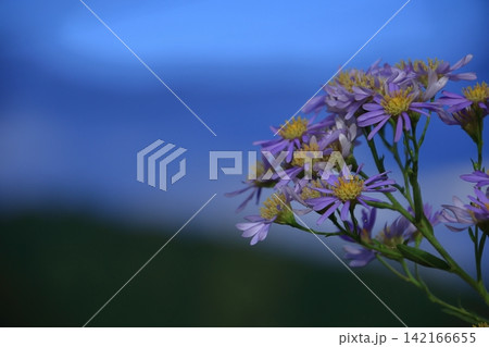 十五夜の時期に咲く薄紫の花 十五夜の時期に咲く薄紫の花 142166655