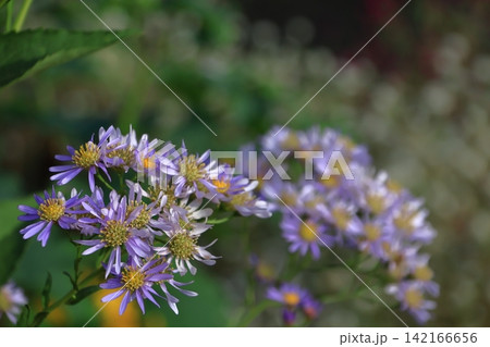 十五夜の時期に咲く薄紫の花 十五夜の時期に咲く薄紫の花 142166656