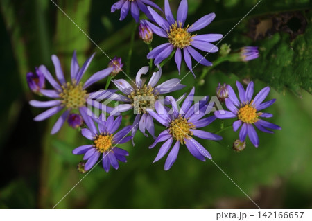 十五夜の時期に咲く薄紫の花 十五夜の時期に咲く薄紫の花 142166657