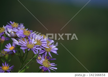 十五夜の時期に咲く薄紫の花 十五夜の時期に咲く薄紫の花 142166658