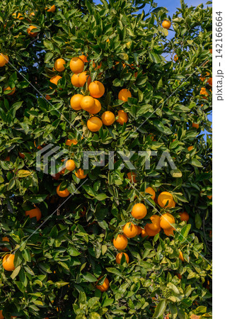 Lush orange tree heavy with ripe fruit basking in golden sunlight on a bright, 142166664
