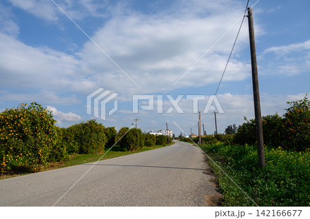 Exploring a tranquil rural road lined with fruit trees under a vast blue sky 142166677