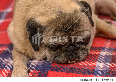 Pug resting on cozy plaid blanket in a warm room during a lazy afternoon 142166684