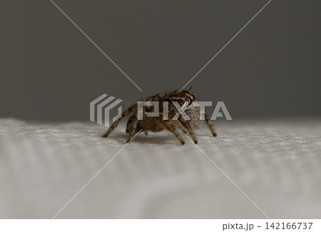 Small spider explores a textured surface in a close-up view under soft lighting Small spider explores a textured surface in a close-up view under soft lighting 142166737