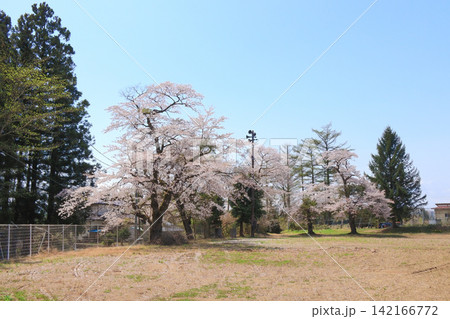廃校の旧川北分校の桜(宮城県大崎市) 廃校の旧川北分校の桜(宮城県大崎市) 142166772