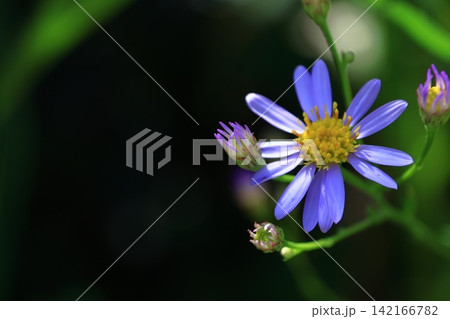 十五夜の時期に咲く薄紫の花 十五夜の時期に咲く薄紫の花 142166782