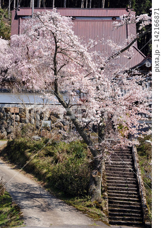京都 福徳寺のかすみ桜 天然記念物の枝垂れ桜 京都 福徳寺のかすみ桜 天然記念物の枝垂れ桜 142166871