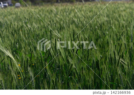 Vibrant green wheat field swaying gently in the summer breeze under a bright blue sky Vibrant green wheat field swaying gently in the summer breeze under a bright blue sky 142166936