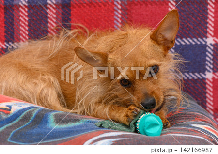Cute dog relaxing on a cozy blanket while enjoying a toy in a warm living room setting Cute dog relaxing on a cozy blanket while enjoying a toy in a warm living room setting 142166987