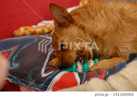 Enjoying a colorful chew toy on a cozy red couch 142166988