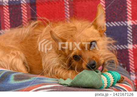 Golden fur friend enjoys playtime on a cozy blanket while chewing a colorful toy in a warm, inviting indoor setting 142167126