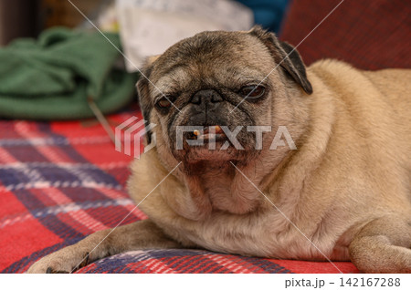 Charming pug rests comfortably on a cozy plaid blanket in a warm living room setting, enjoying some peaceful moments Charming pug rests comfortably on a cozy plaid blanket in a warm living room setting, enjoying some peaceful moments 142167288