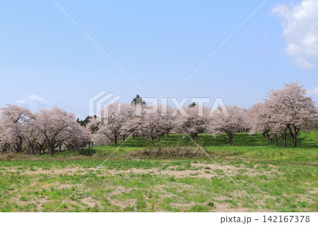 岩出山座散乱木公園の桜(宮城県大崎市) 岩出山座散乱木公園の桜(宮城県大崎市) 142167378